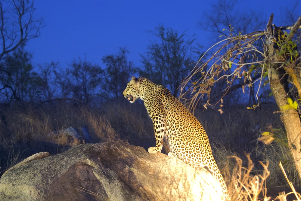 leopard on brown rock under blue sky during daytime