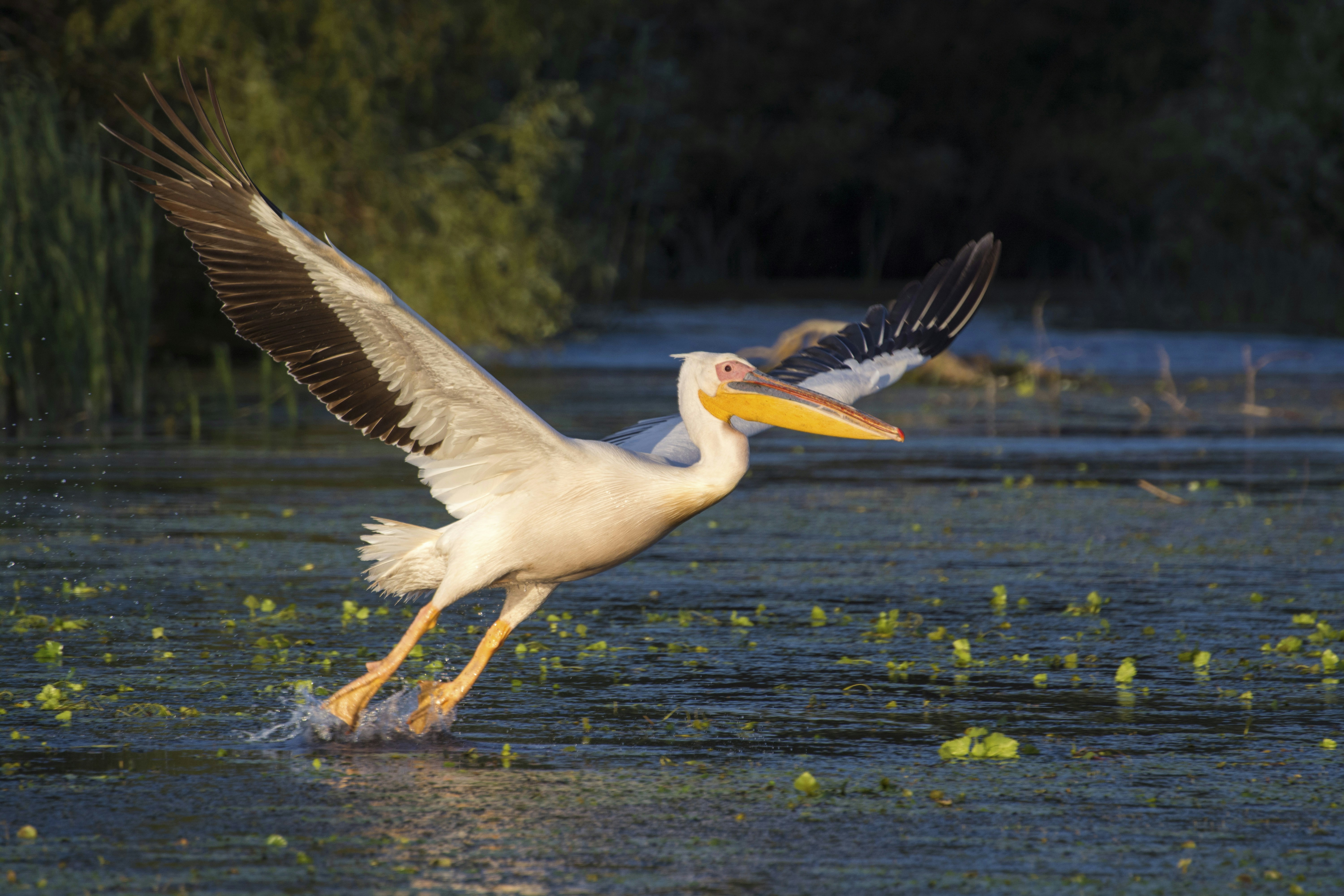 Photo by strinoiumarian