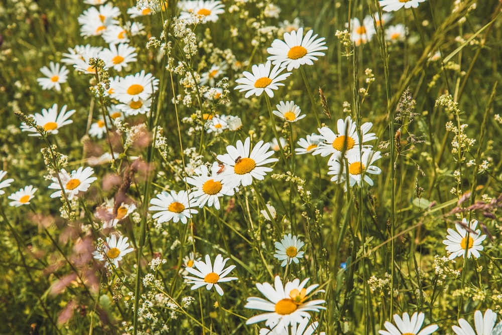 white and yellow daisy flowers