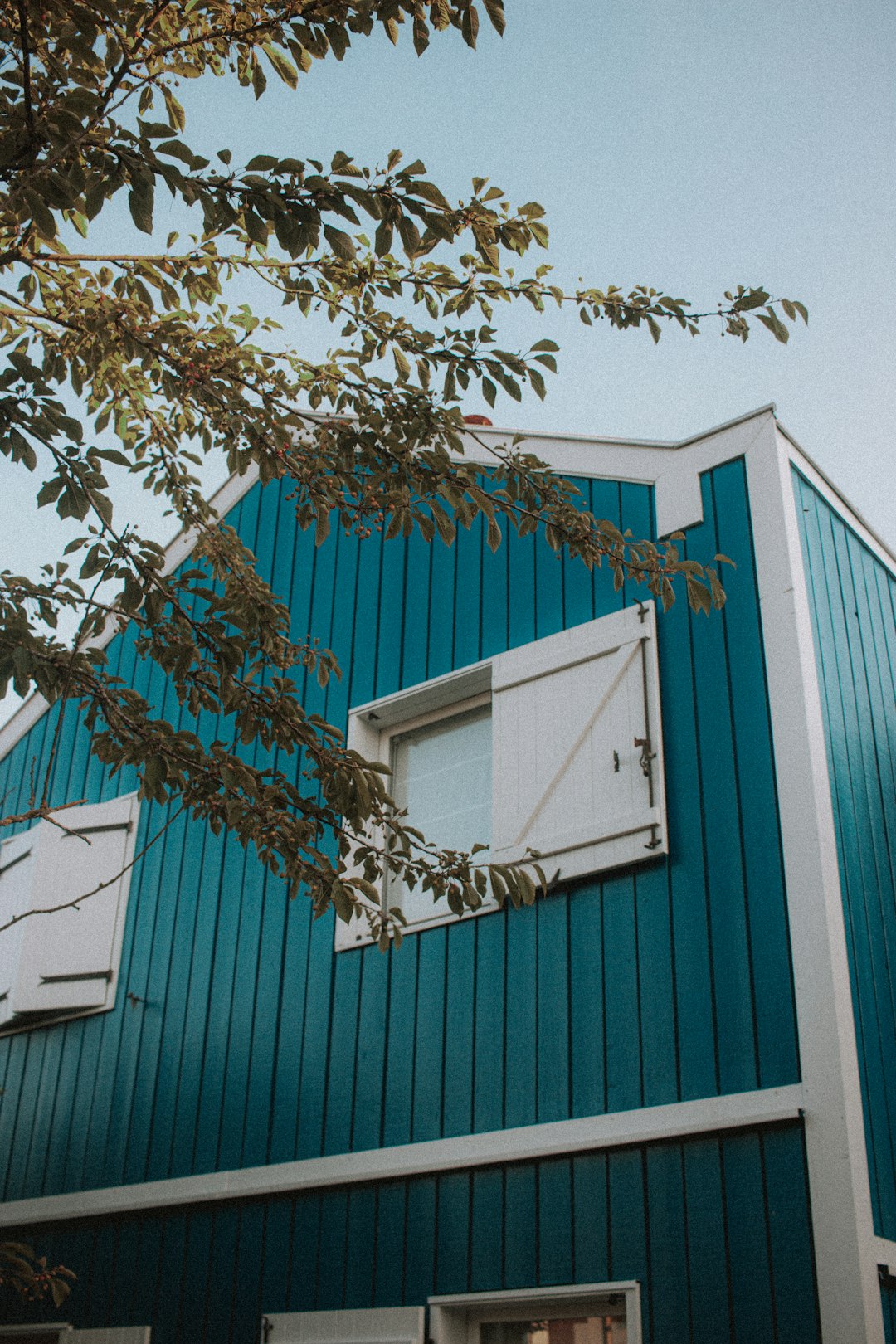 green tree beside blue wooden wall