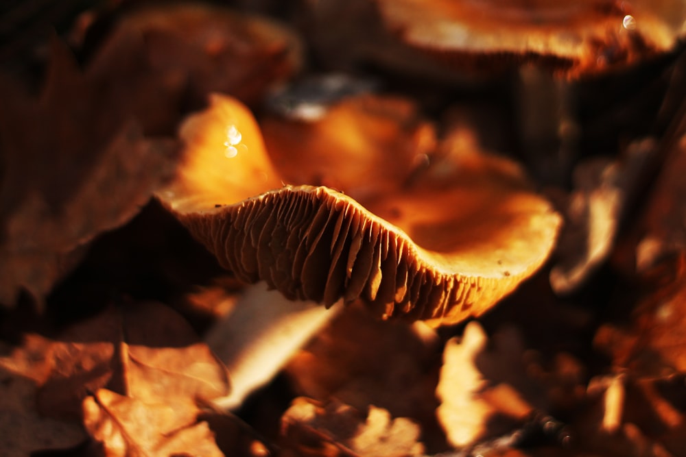 brown mushroom in tilt shift lens