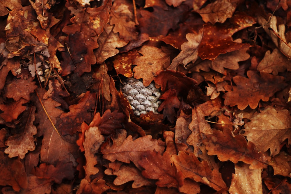 brown dried leaves on ground