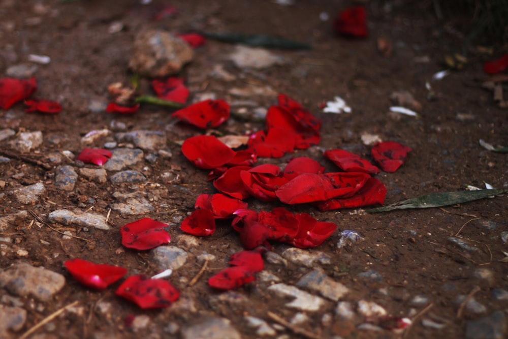 red leaves on brown soil