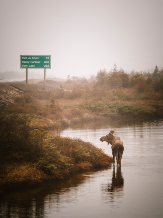 brown deer on river bank in Newfoundland Canada