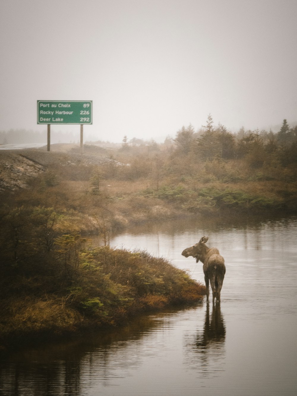 brown deer on river bank