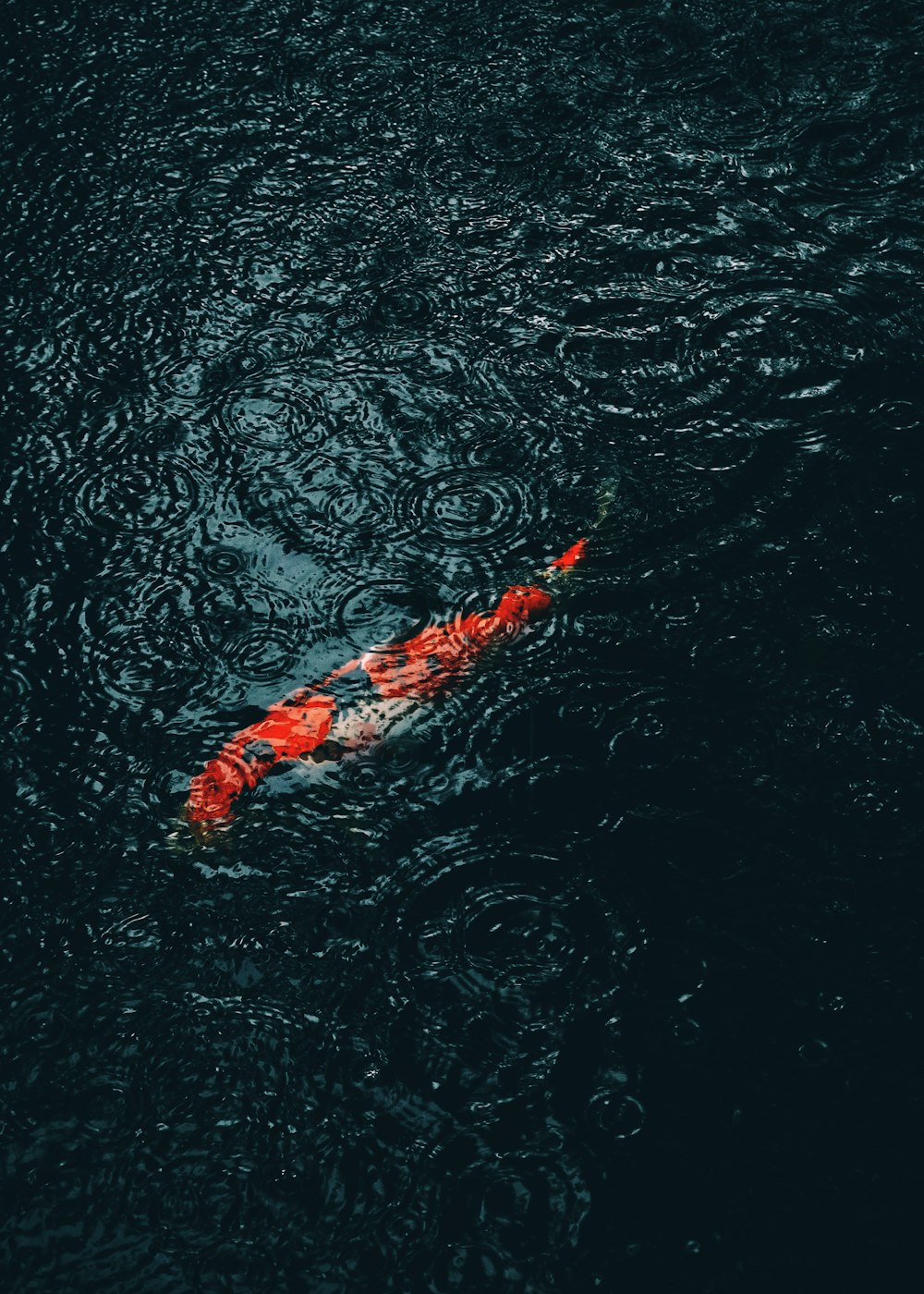 orange and white koi fish on water