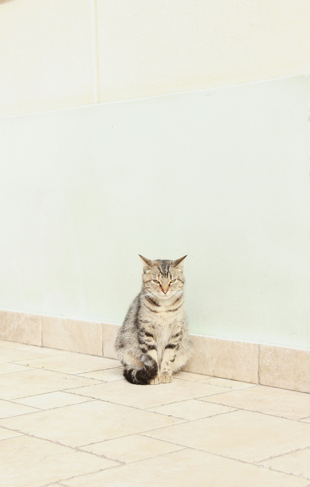 brown tabby cat sitting on white floor tiles