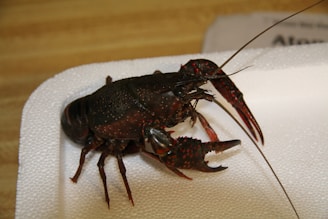 A dark-colored crayfish with red markings is positioned on a white foam surface. The details of its segmented body, long antennae, and prominent claws are visible.