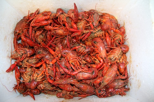 A large collection of cooked crawfish is packed closely together in an ice chest. The crawfish are bright red and slightly shiny, indicating they have been boiled. The texture of their shells and claws is visible, adding a sense of culinary rusticity.