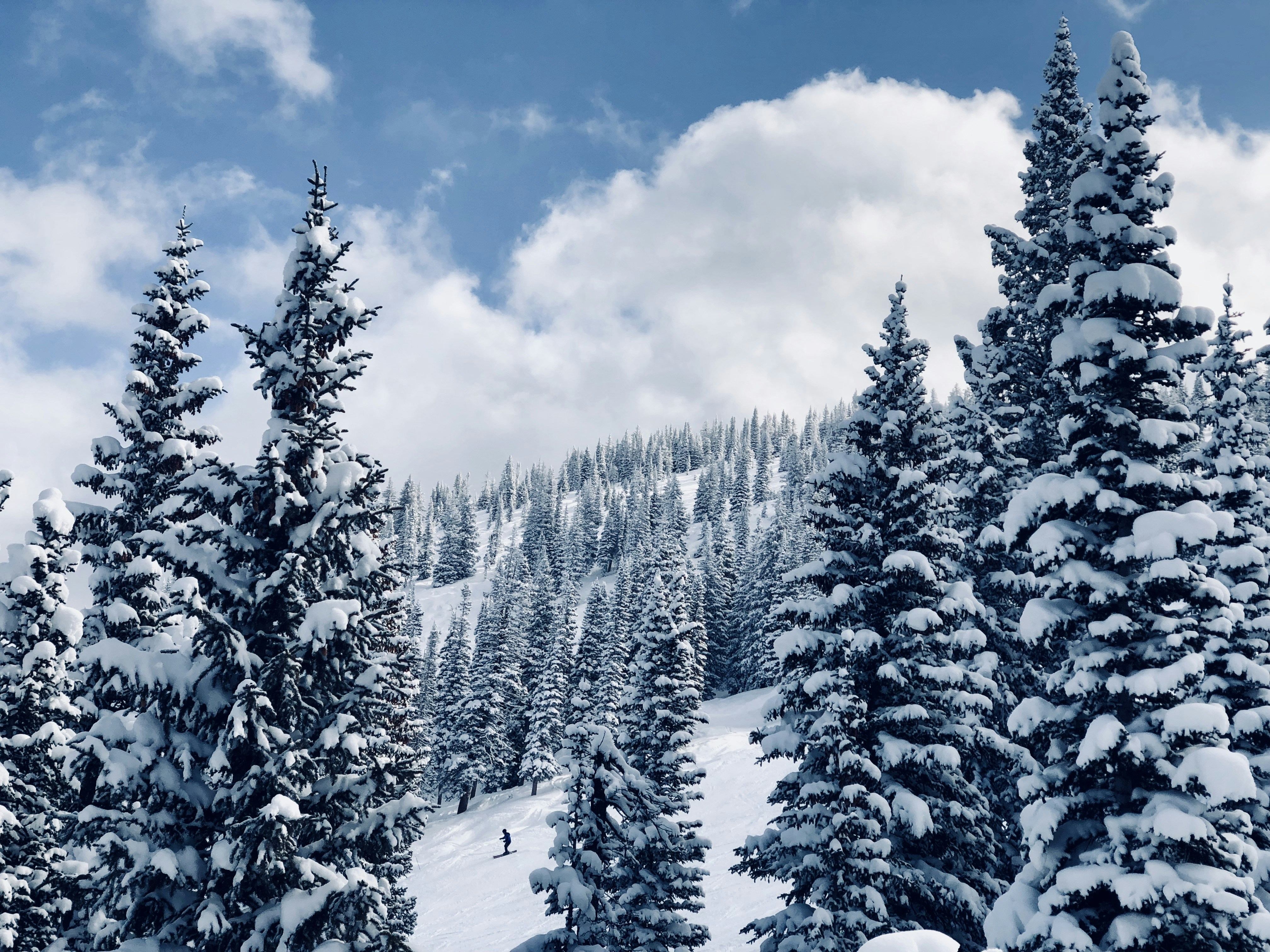 snow covered pine trees under blue sky during daytime