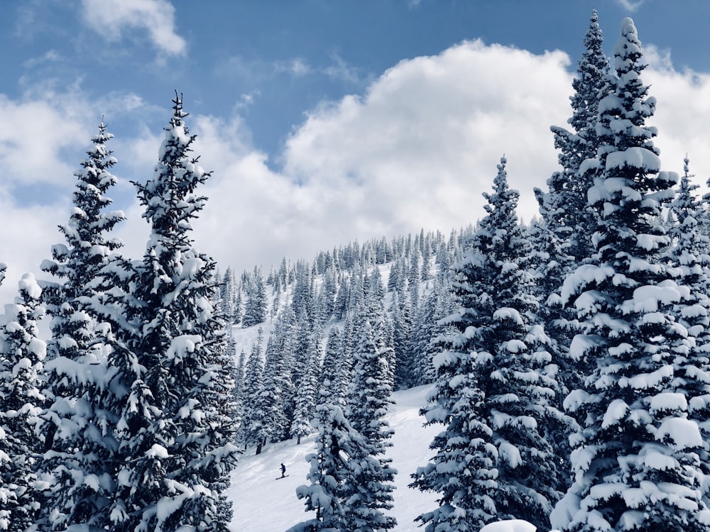 Tagsüber schneebedeckte Kiefern unter blauem Himmel