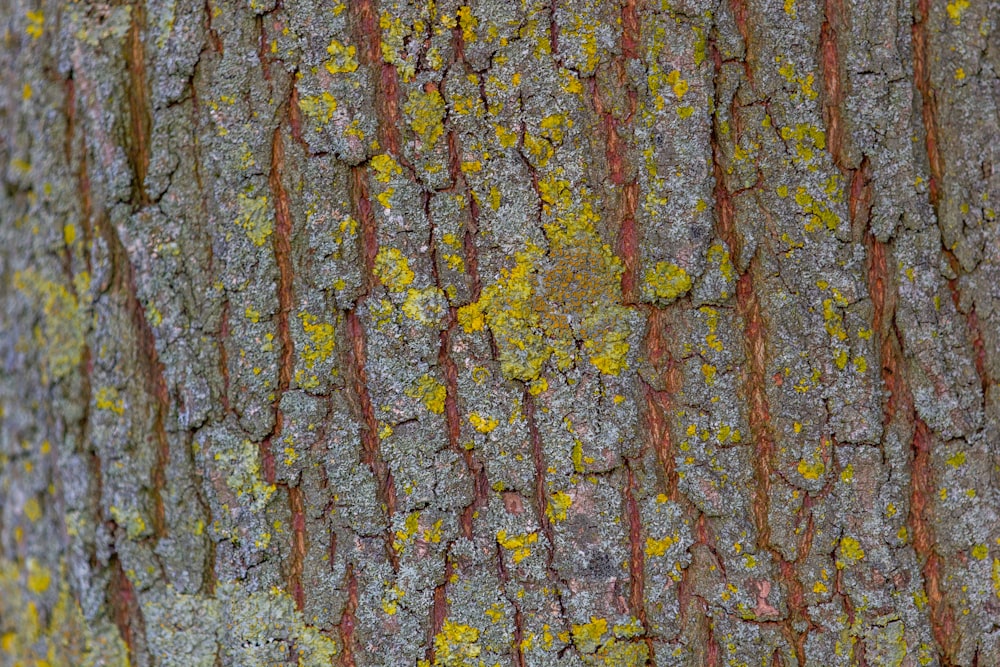 brown and white tree trunk