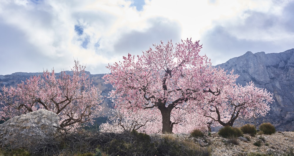 昼間の青空にピンク色の桜の木