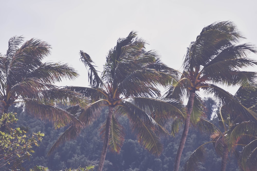 green palm tree under white sky during daytime