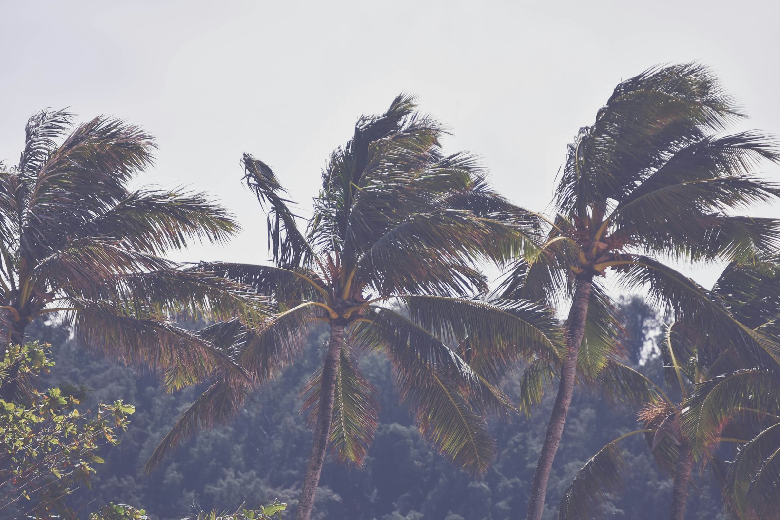 Palm trees thrashing in hurricane-force wind under a heavy grey sky