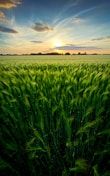 green grass field under cloudy sky during daytime
