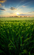 green grass field under cloudy sky during daytime