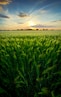 green grass field under cloudy sky during daytime