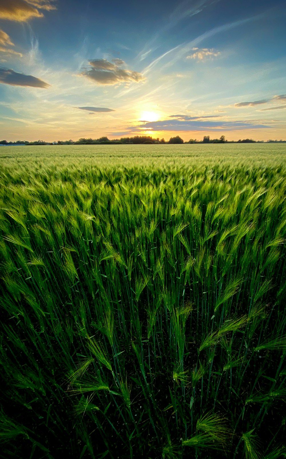 Champ d’herbe verte sous un ciel nuageux pendant la journée