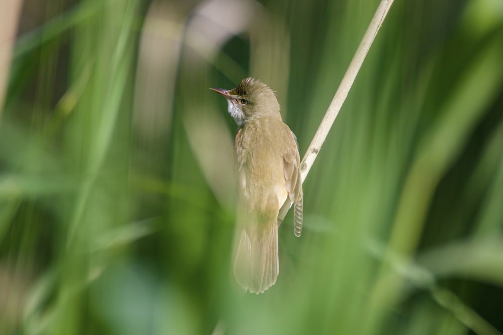 brown bird on green plant