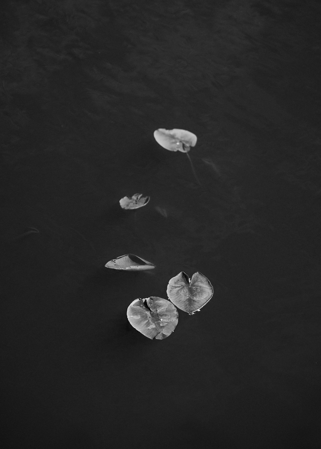 grayscale photo of a group of jelly fish