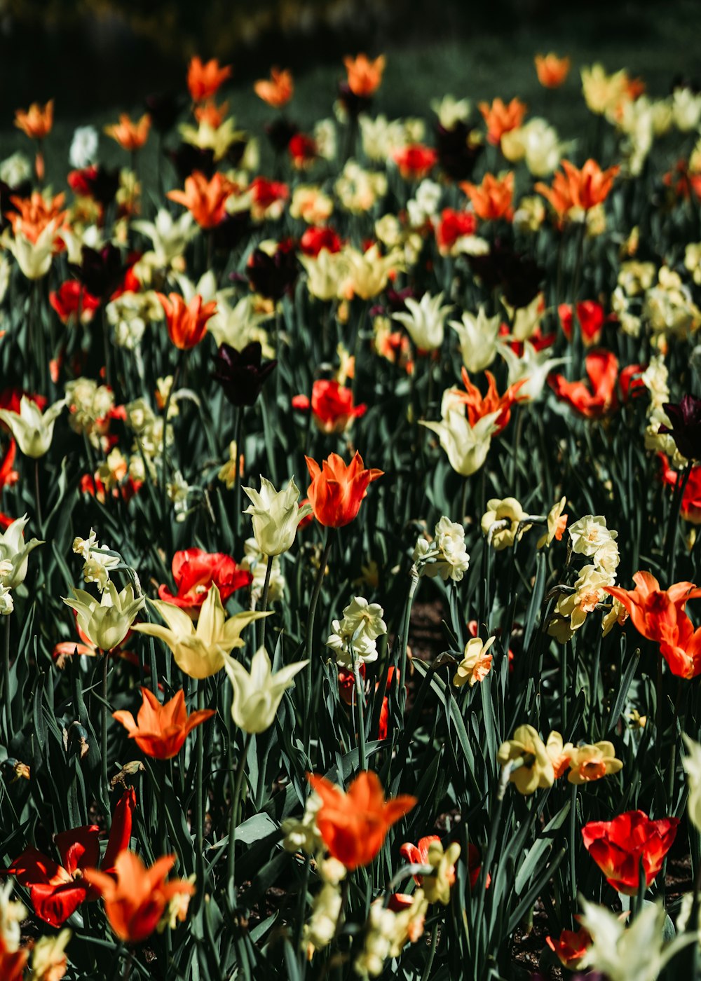 red and white flowers during daytime