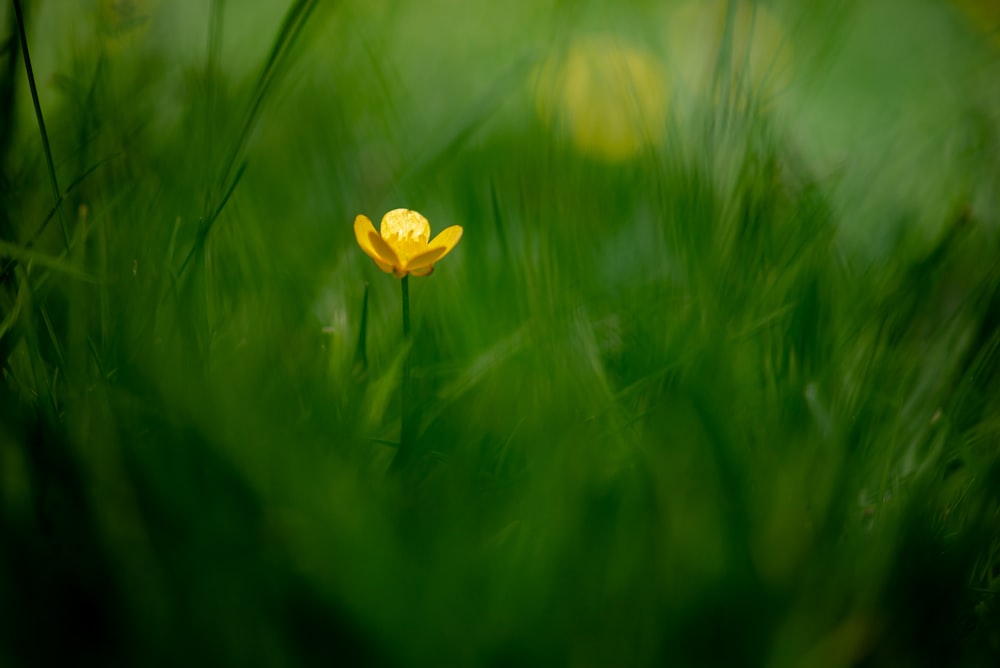 yellow flower in green grass