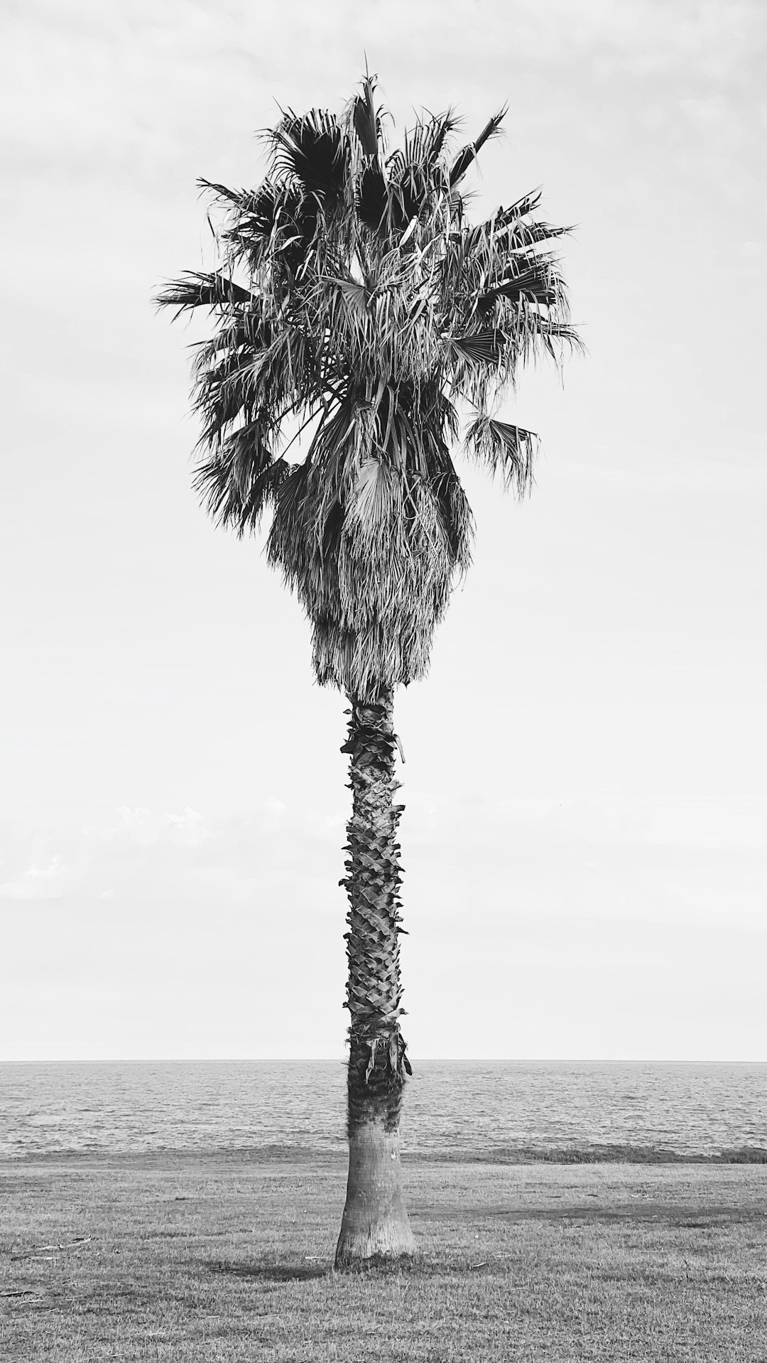 grayscale photo of palm tree