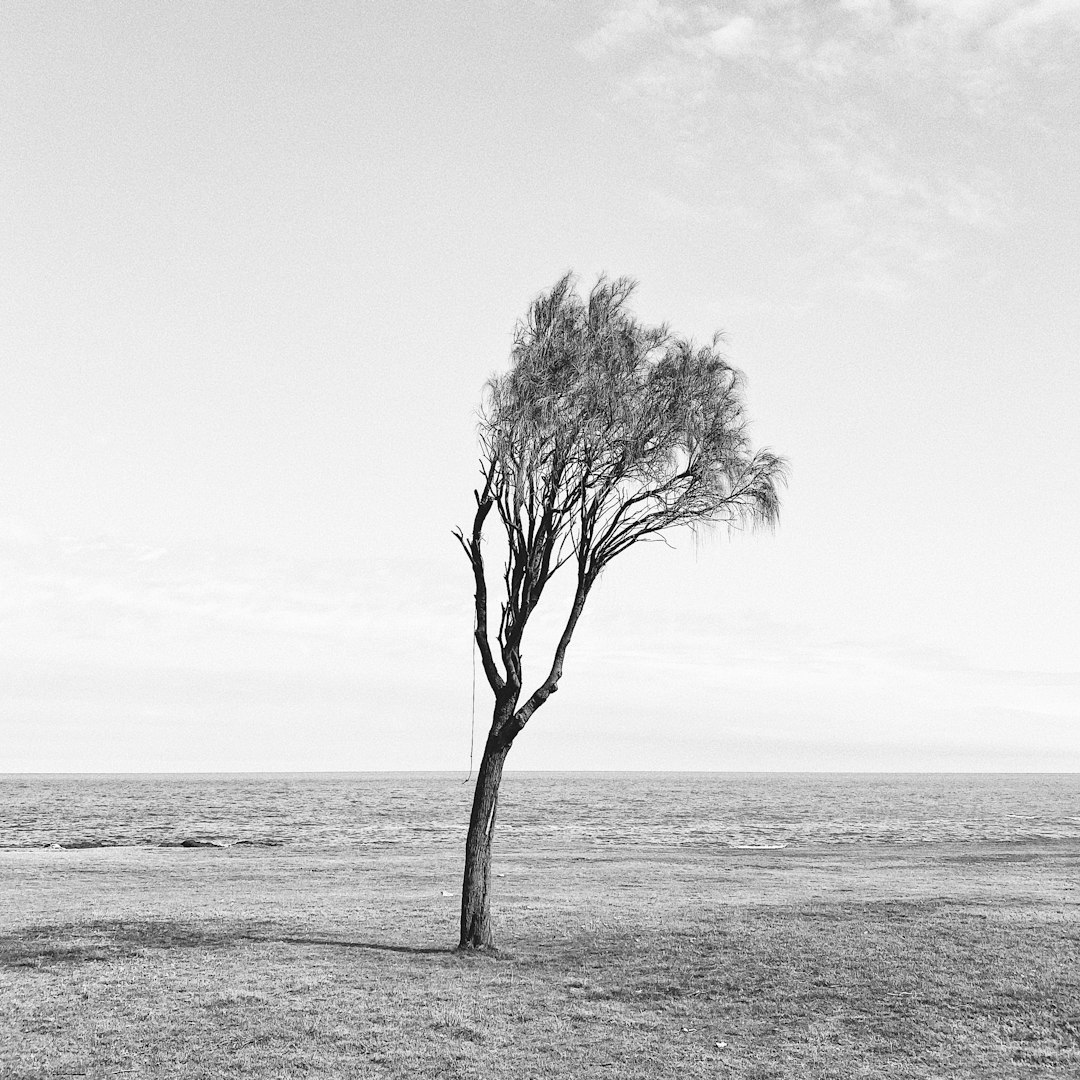 leafless tree on the beach
