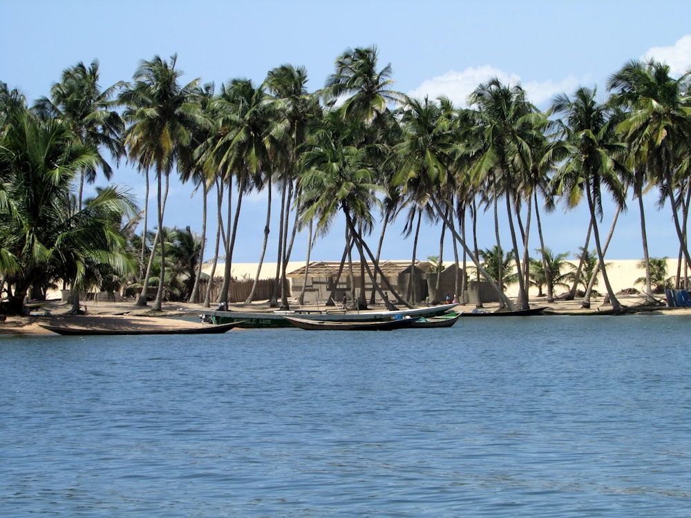 palmiers sur le rivage de la plage pendant la journée