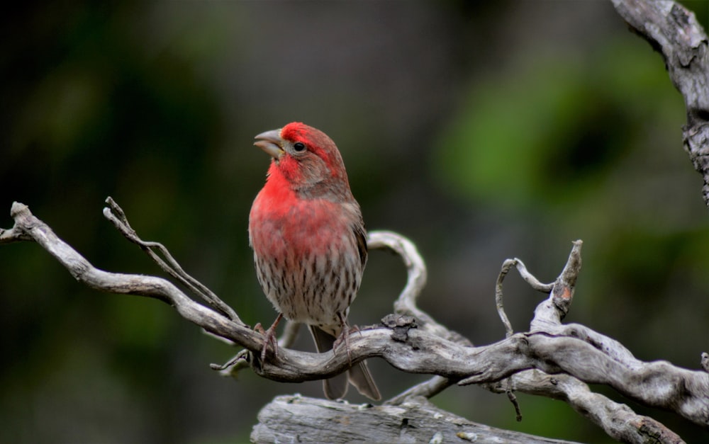 red and brown bird on tree branch during daytime