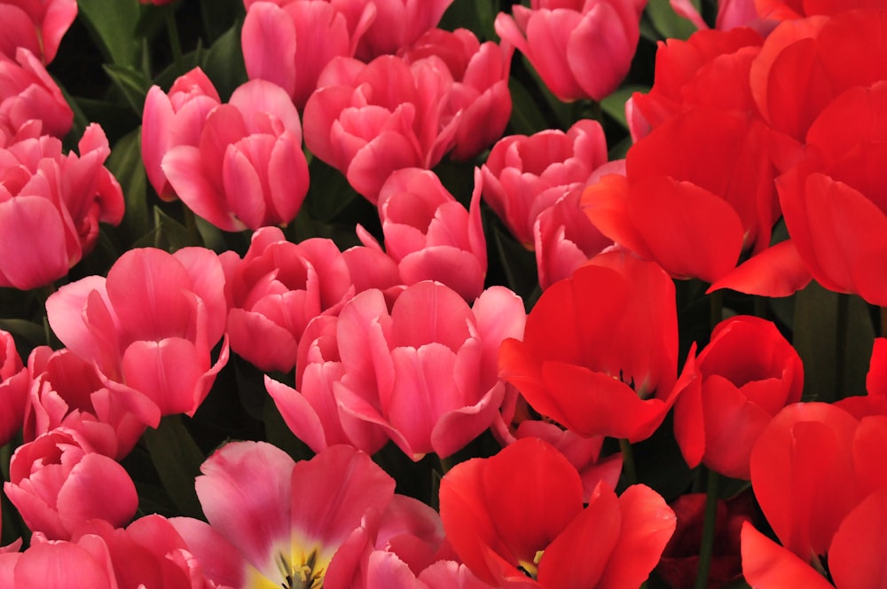 pink flowers with green leaves