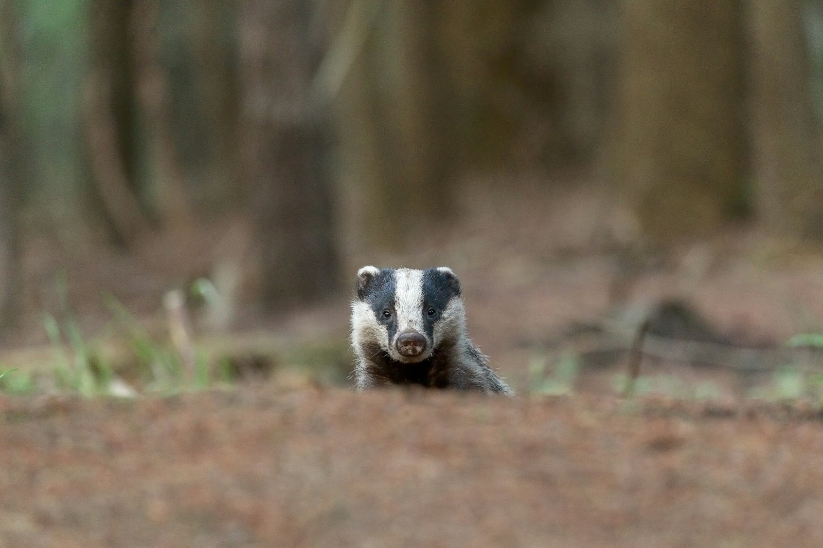 Canon EOS-1D X + Canon EF 100-400mm F4.5-5.6L IS II USM sample photo. White and black animal photography