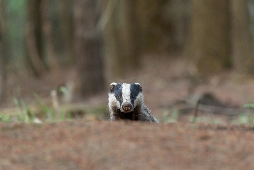 white and black animal on brown soil