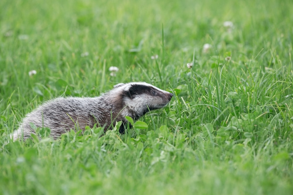 brown and white animal on green grass during daytime