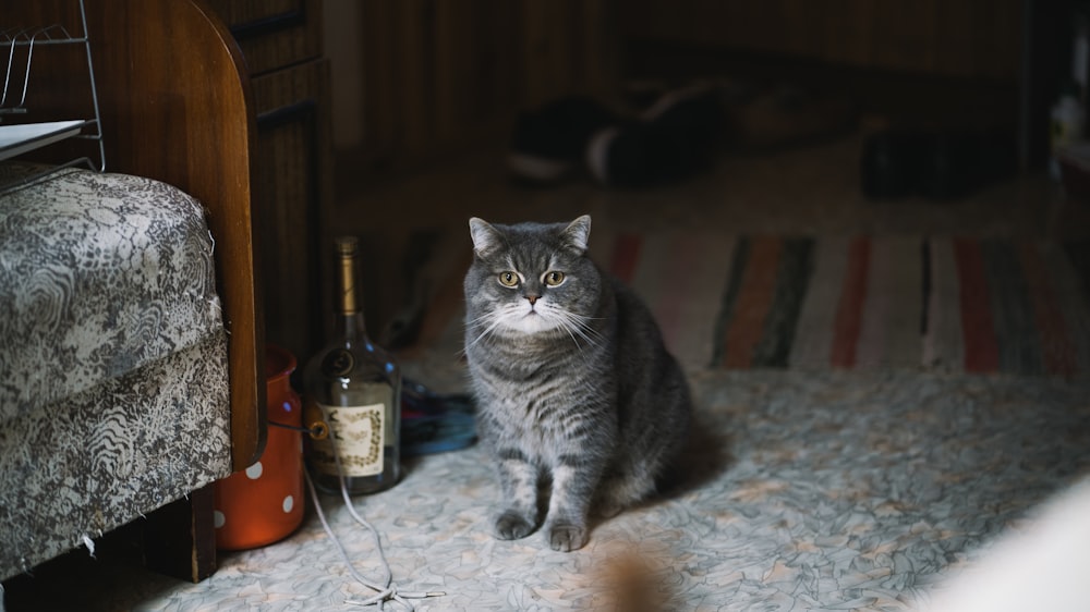 silver tabby cat on table