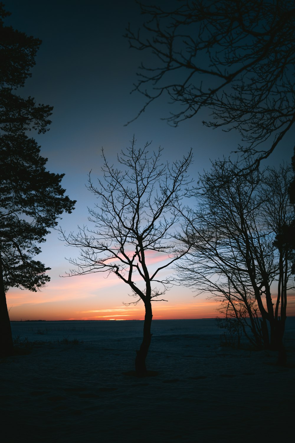 silhouette of tree near body of water during sunset