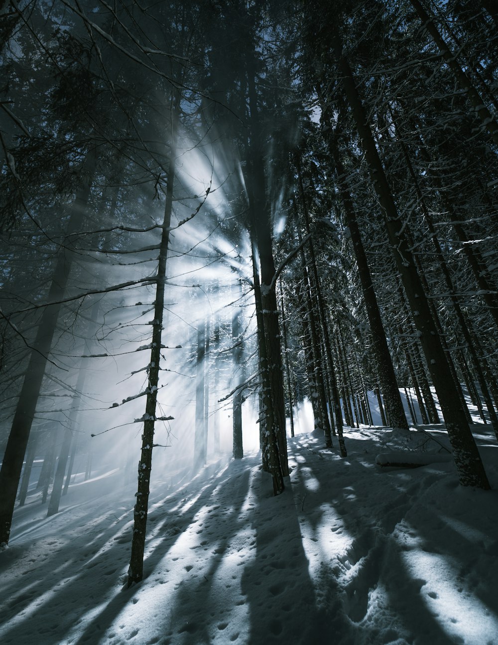 kahle Bäume mit Schnee bedeckt