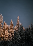 green pine trees under blue sky during daytime