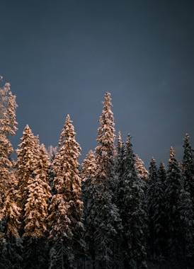 green pine trees under blue sky during daytime