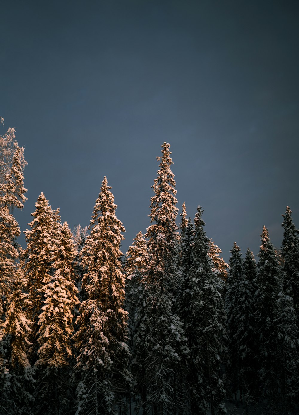 green pine trees under blue sky during daytime