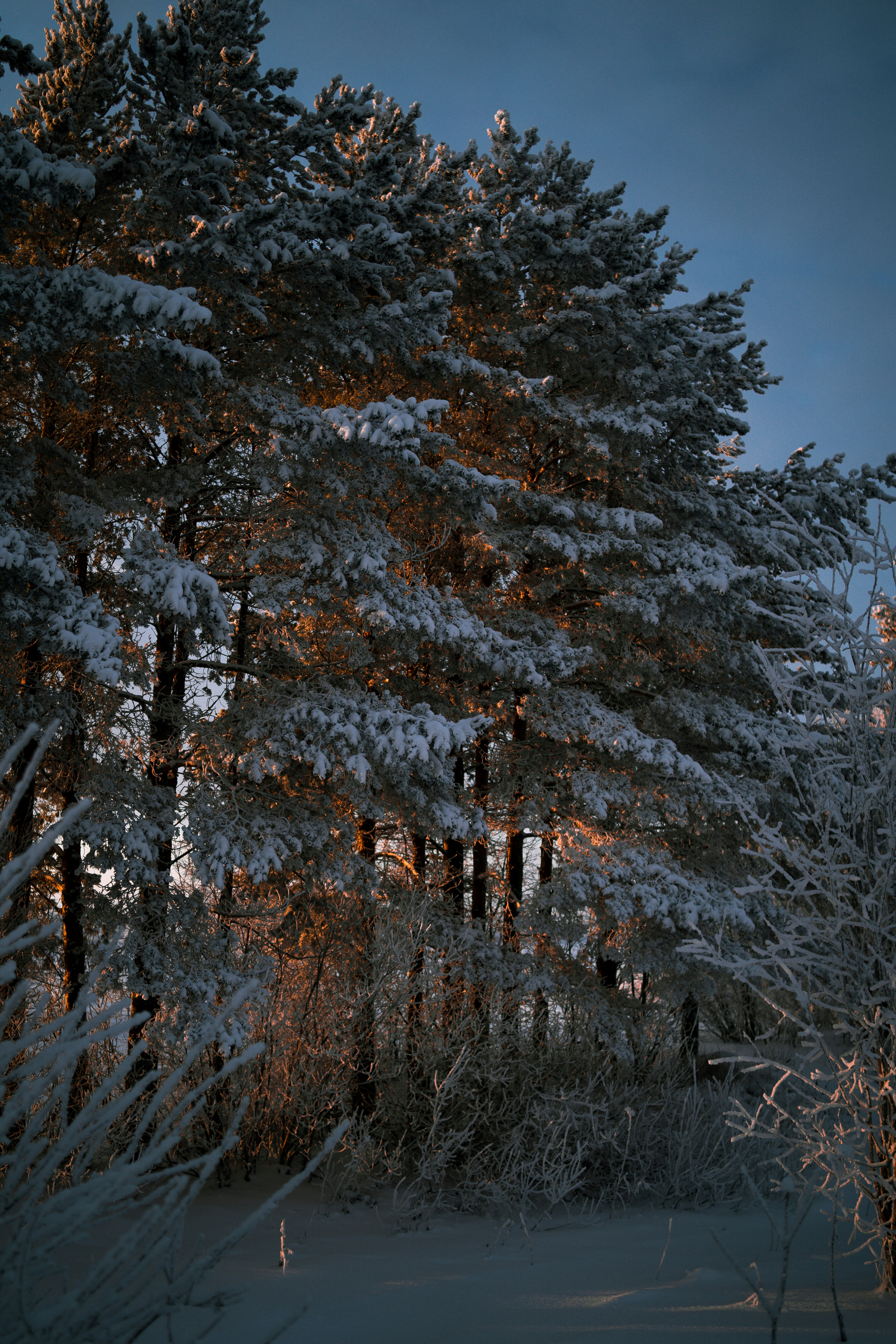 snow covered trees during daytime