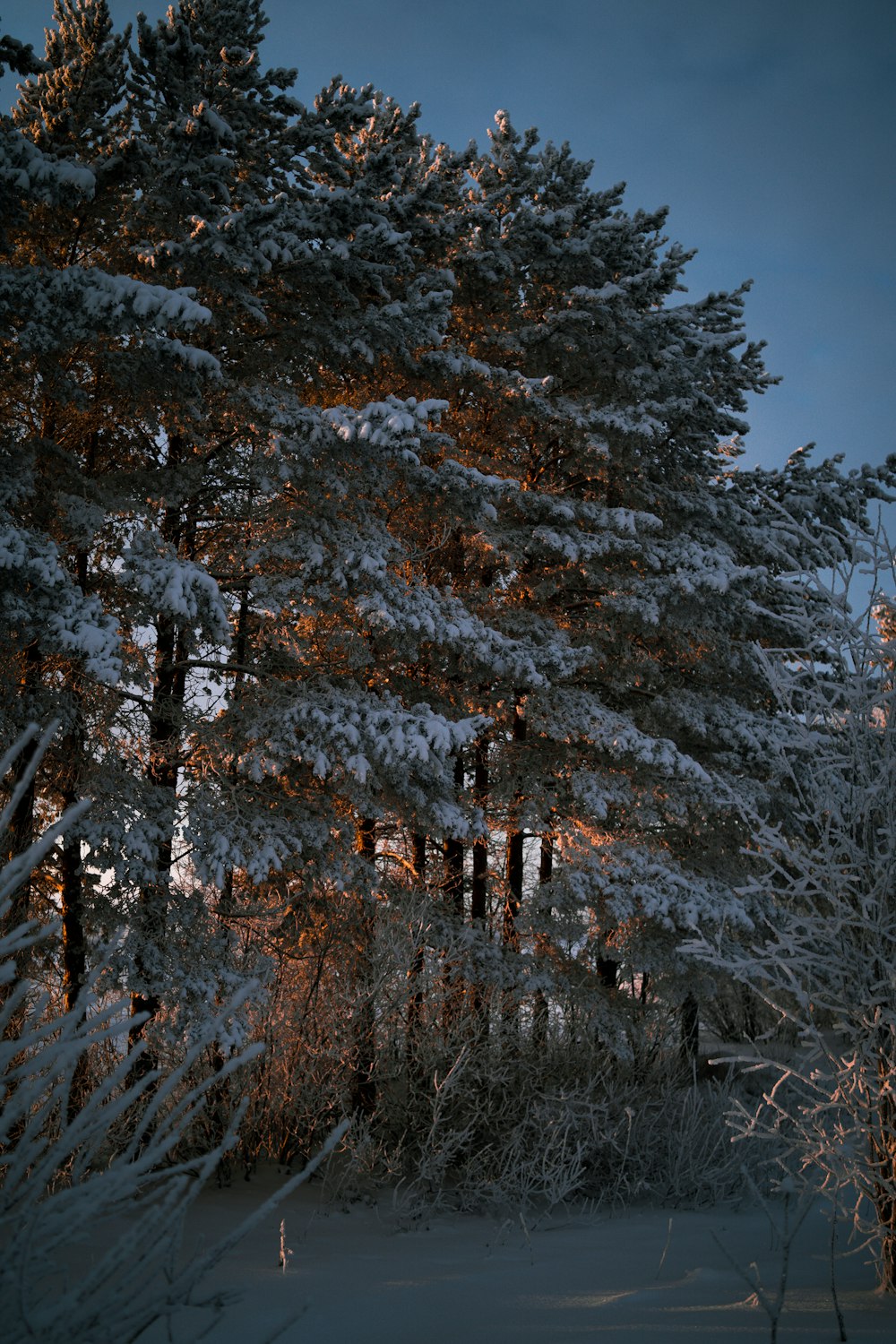 snow covered trees during daytime