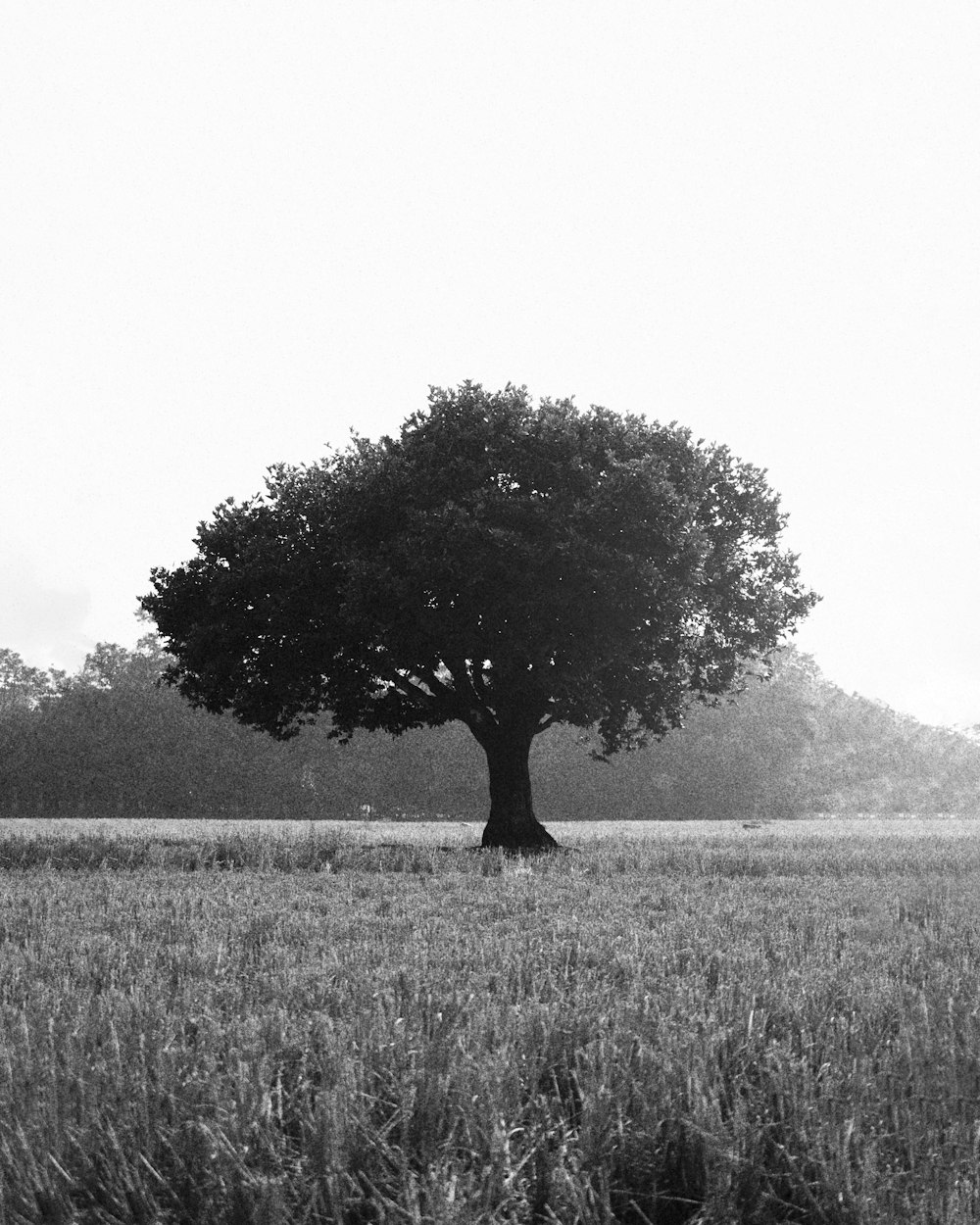 grayscale photo of tree in the middle of grass field