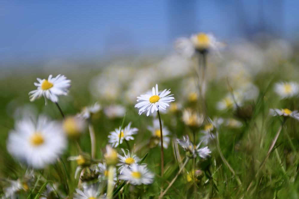 white daisy flowers in bloom during daytime