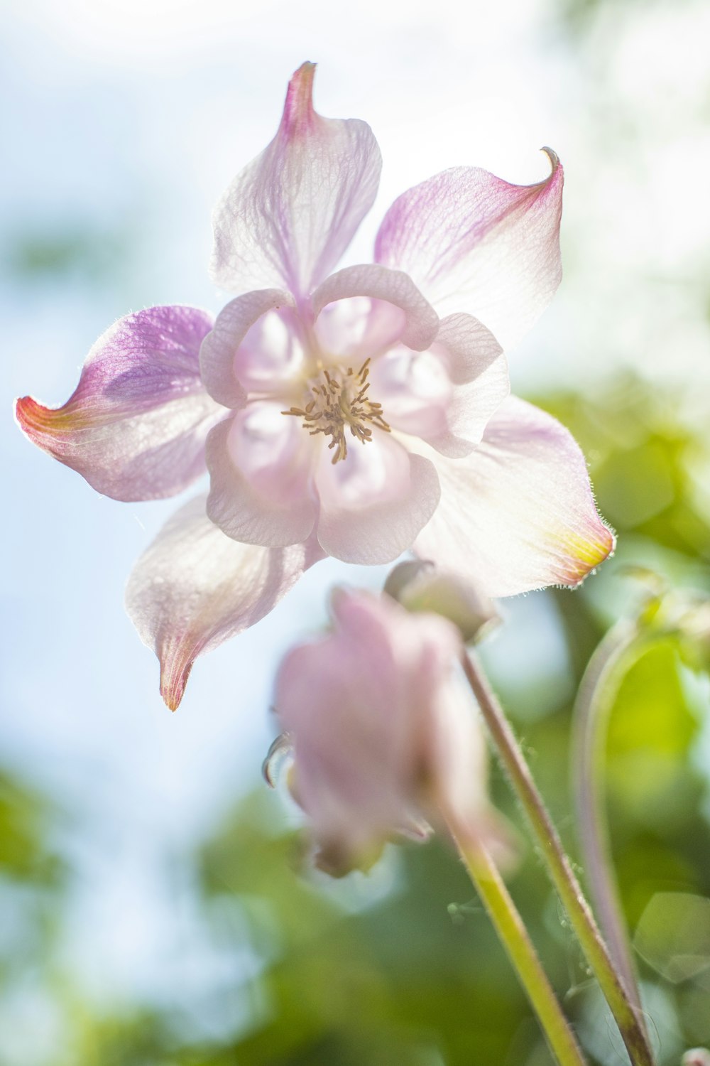 Rosa und weiße Blume in Makroaufnahme