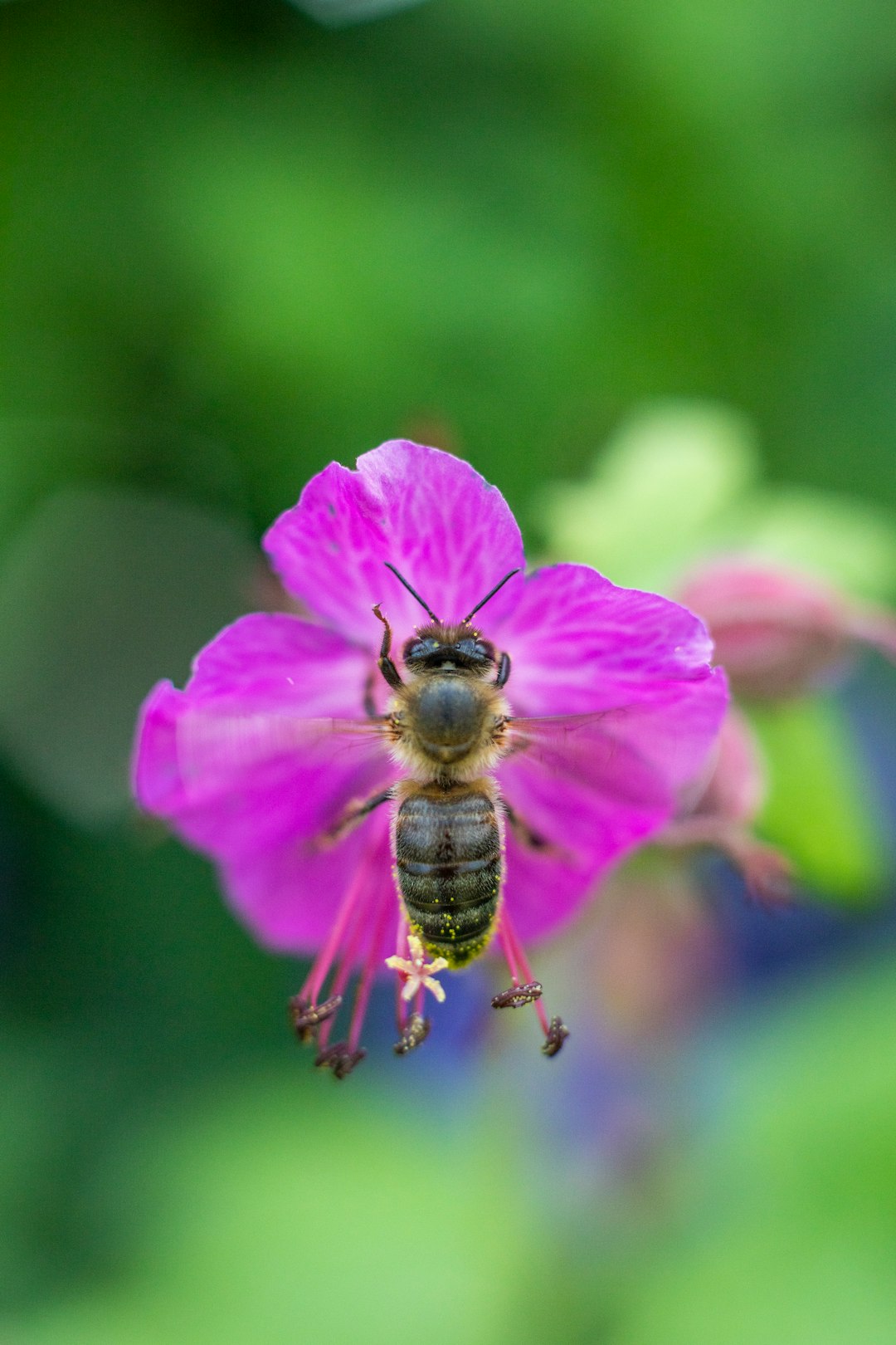 yellow and black bee on pink flower