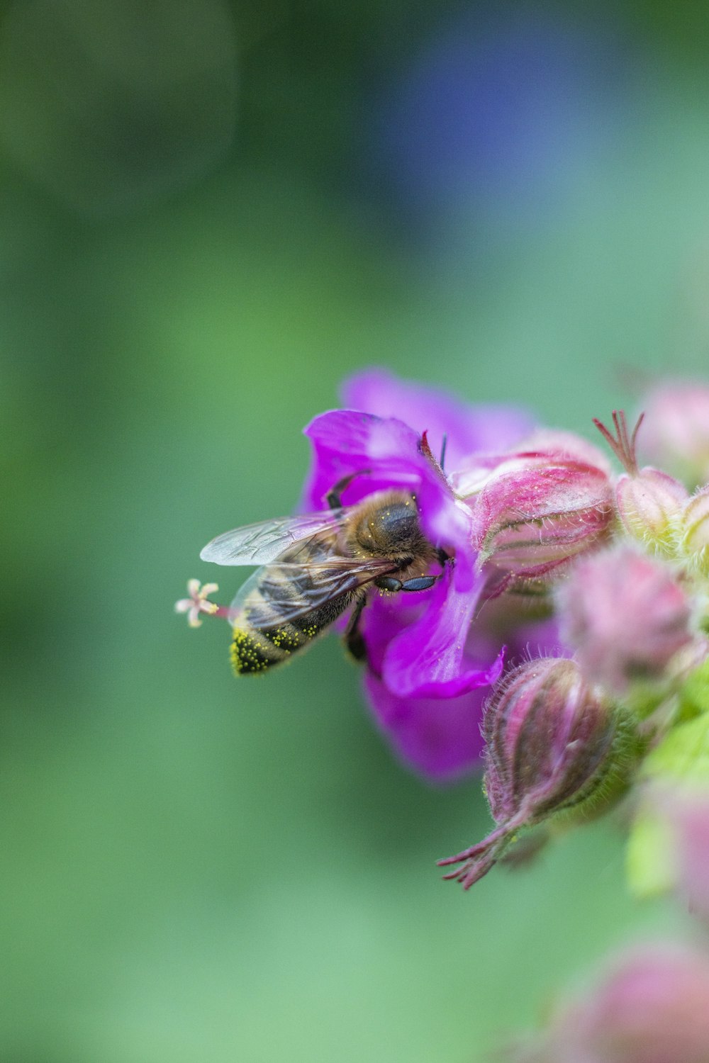 flor morada con abeja en la parte superior
