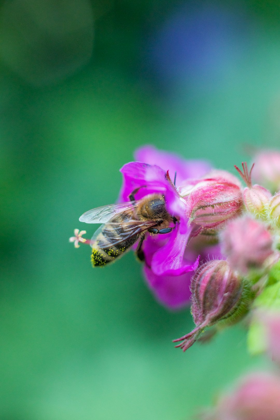 purple flower with bee on top