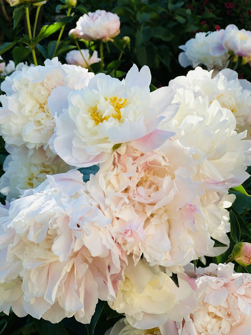 flor branca e rosa na fotografia de perto